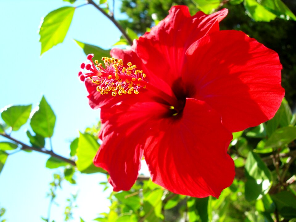 Flower red flowers