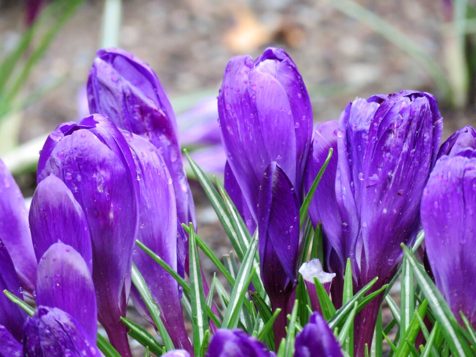 Spring flower nature plant