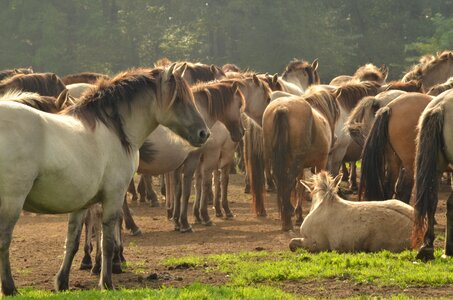 Horse herd brown