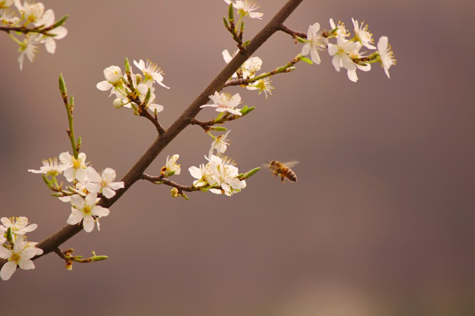 Nature spring sprinkle photo