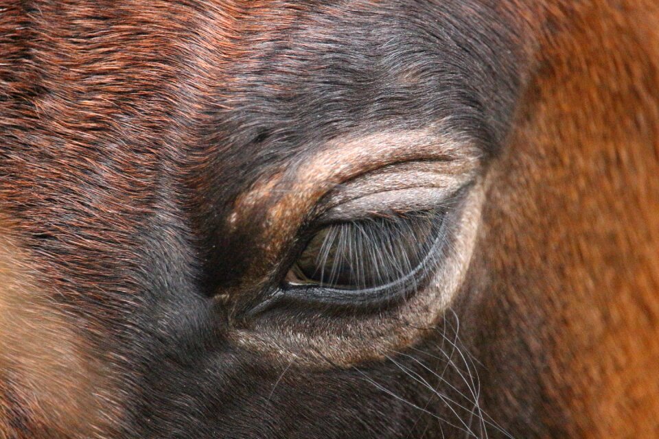 Brown mold suckling thoroughbred arabian