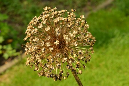 Nature ornamental onion seed photo