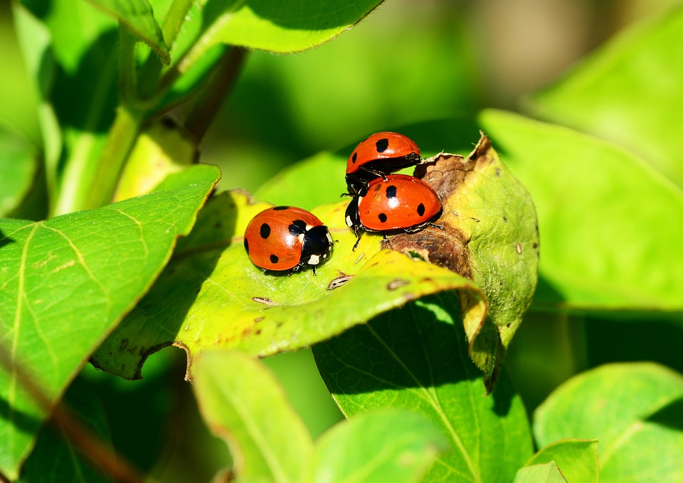 Coccinella septempunctata beetle insect
