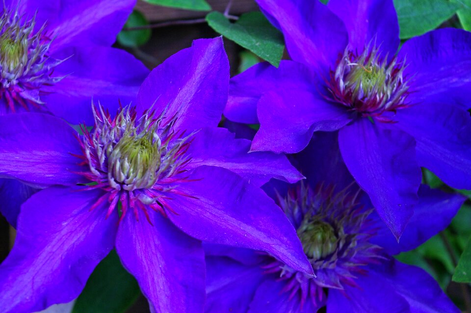 Violet nature garden