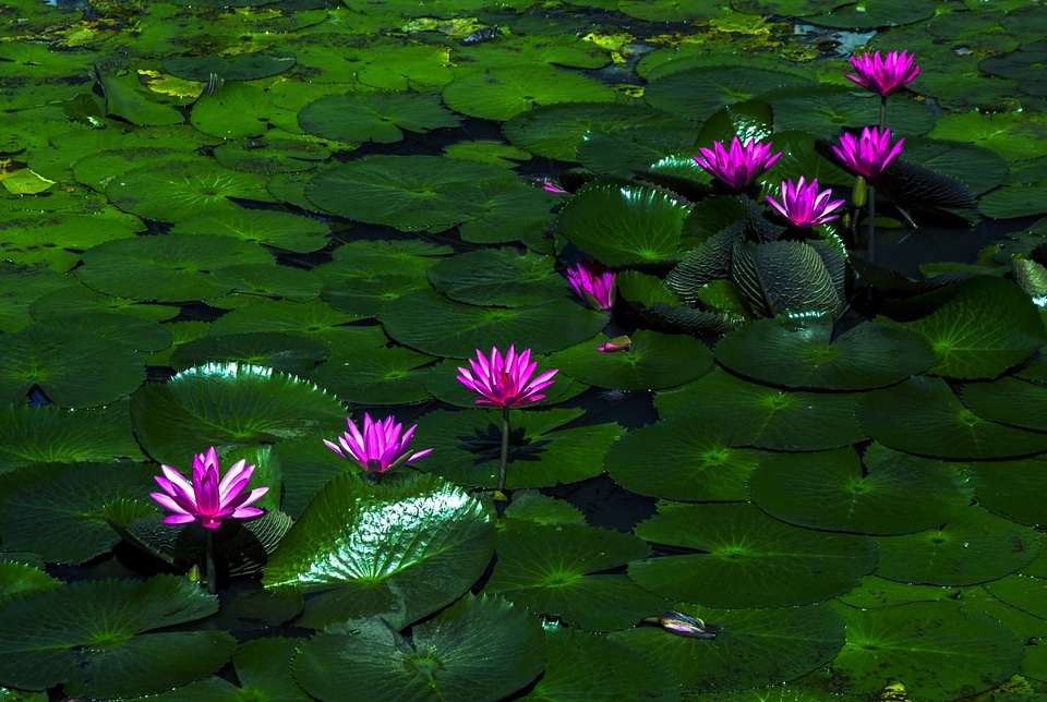 Aquatic floral exotic