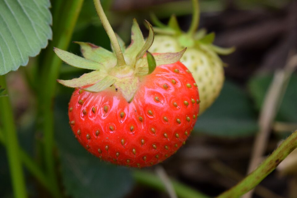 Red fruit food