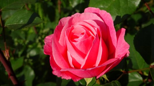 Love petals rose bloom photo