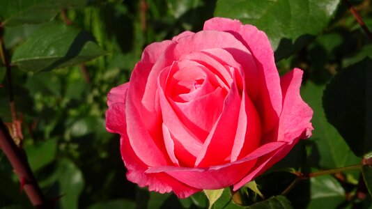 Love petals rose bloom