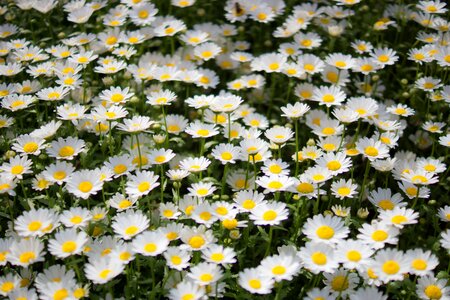 Potted plant fall flowers blossom