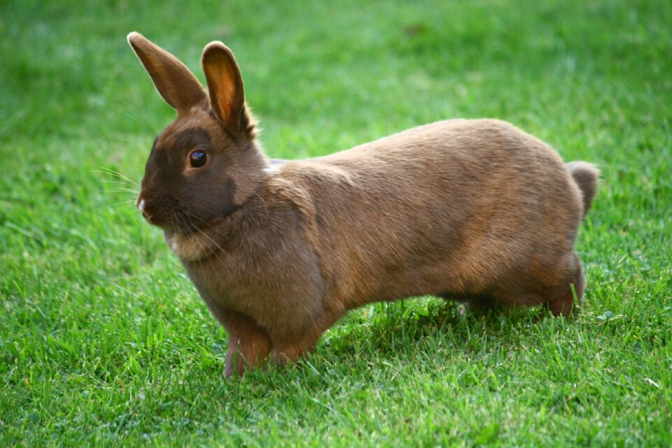 Animal green rabbit green bunny