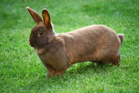 Animal green rabbit green bunny photo