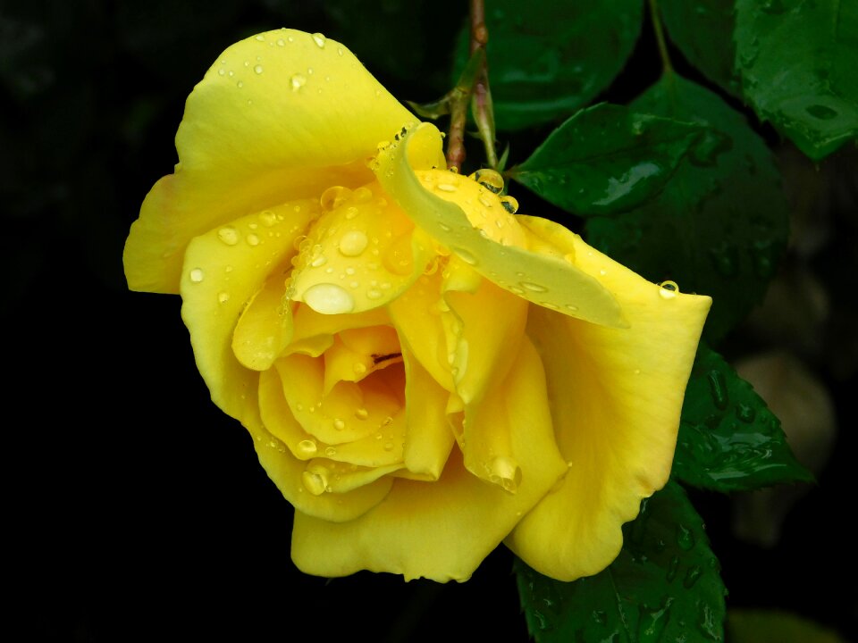 Floral yellow rose color