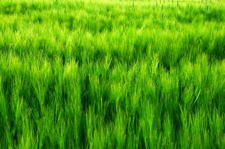 Barley field grow green