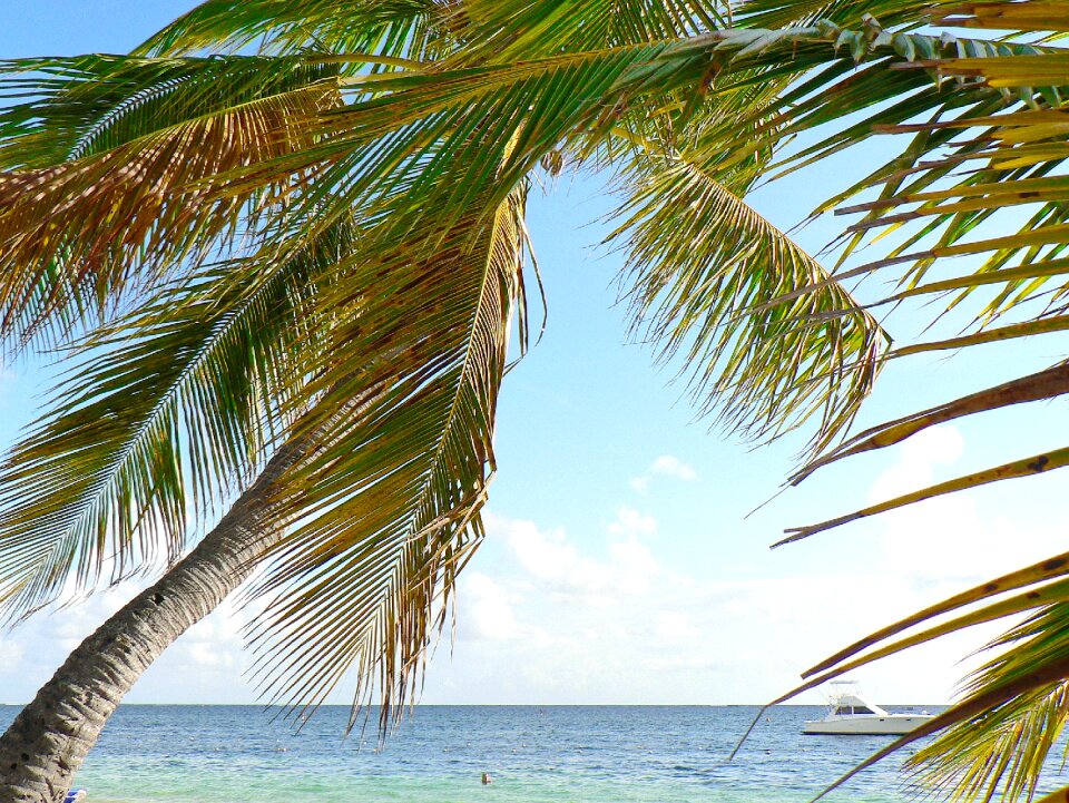 Idleness tropics coconut trees