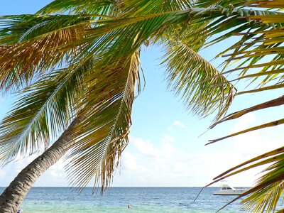 Idleness tropics coconut trees