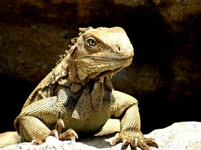 Scale lizard head photo