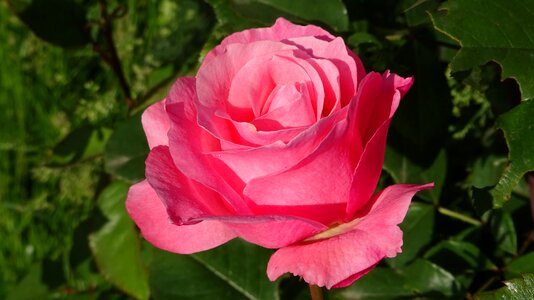 Love petals rose bloom photo