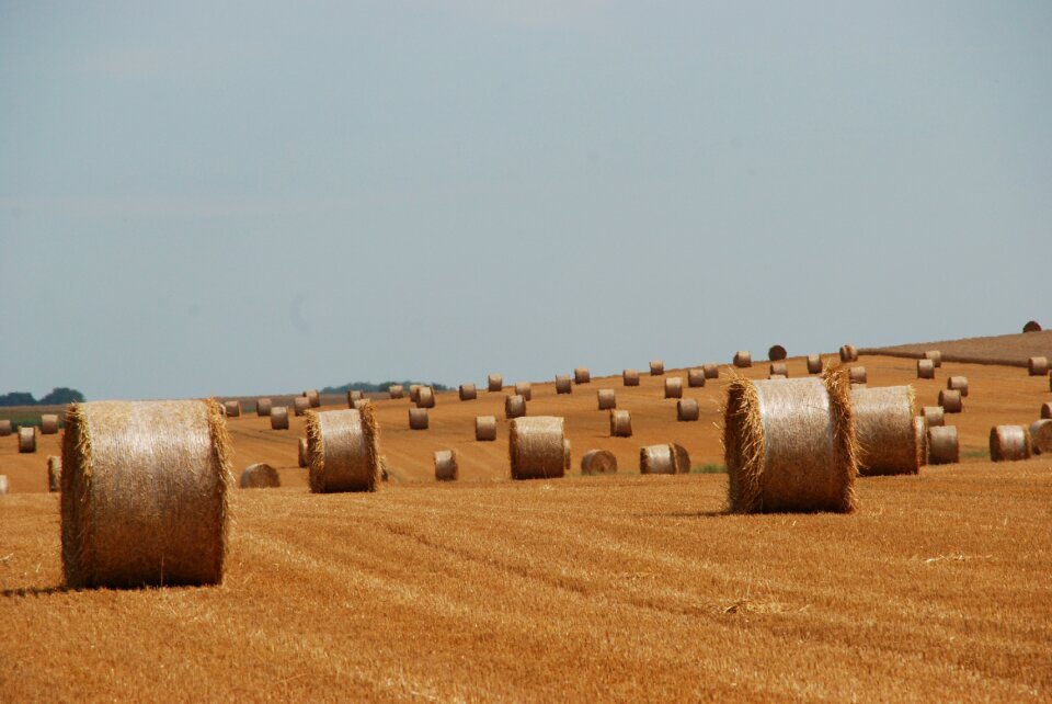 Straw landscape dry