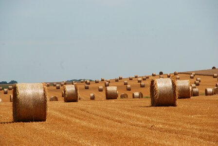 Straw landscape dry