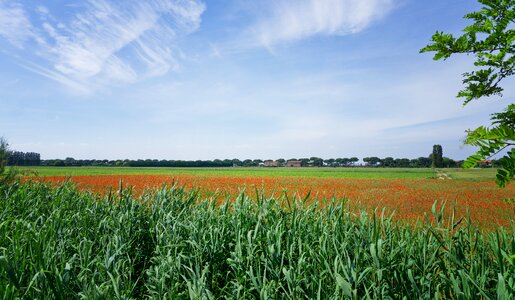 Cavallino landscape early summer photo