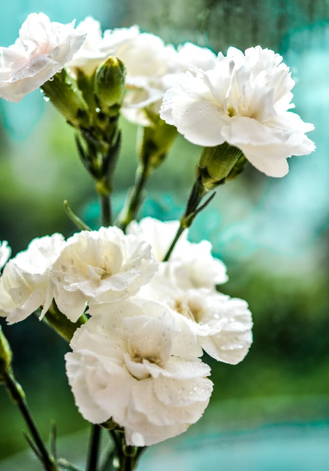 Blossom color bloom