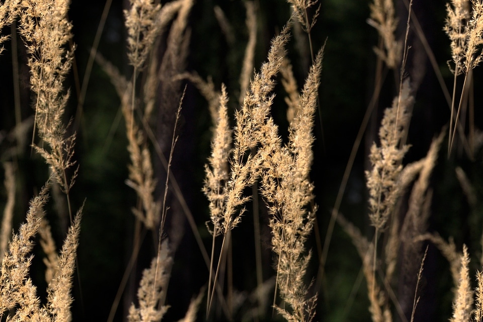 Meadow halme meadow grass