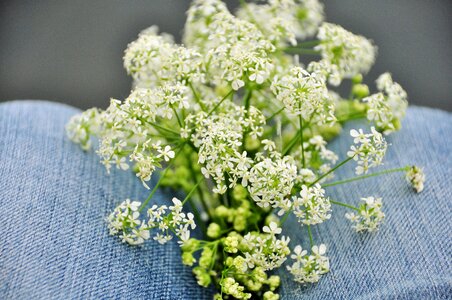 Country jeans white flowers