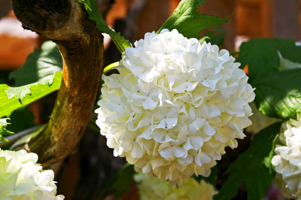 Blossom bloom fuzzy snowball