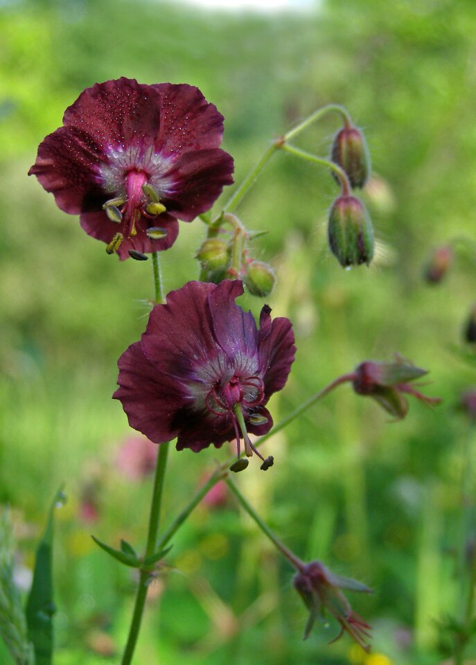 Flower field geranium phaeum violet
