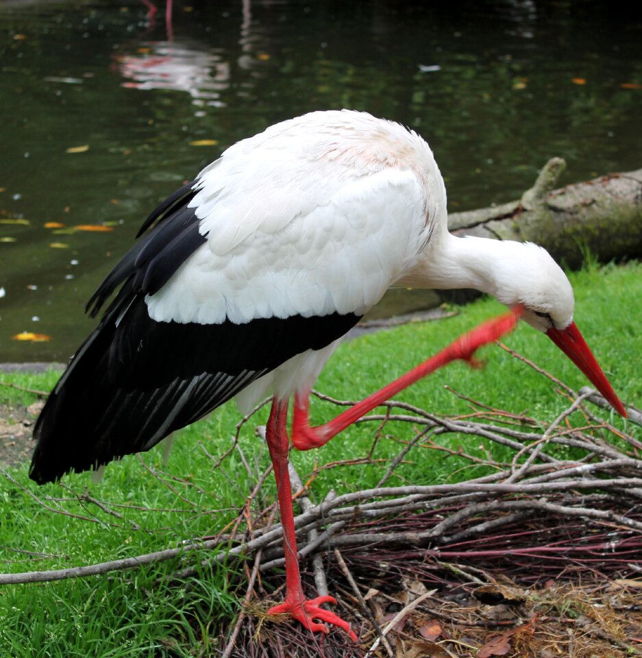 Birds nest storks photo