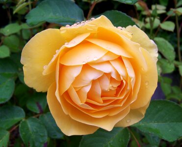 Yellow roses summer flower flower garden