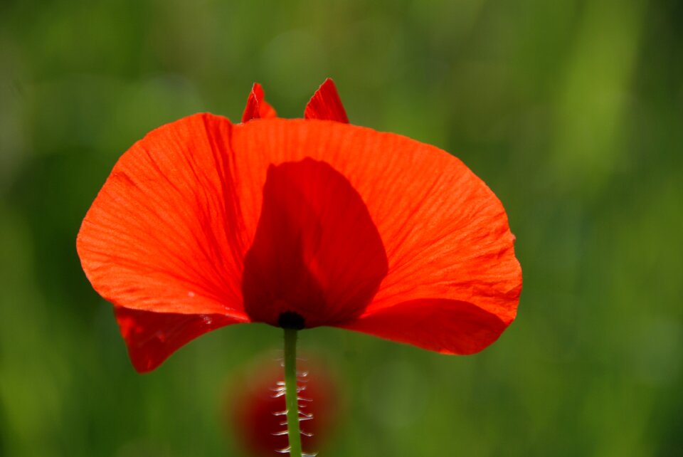 Bloom red flower