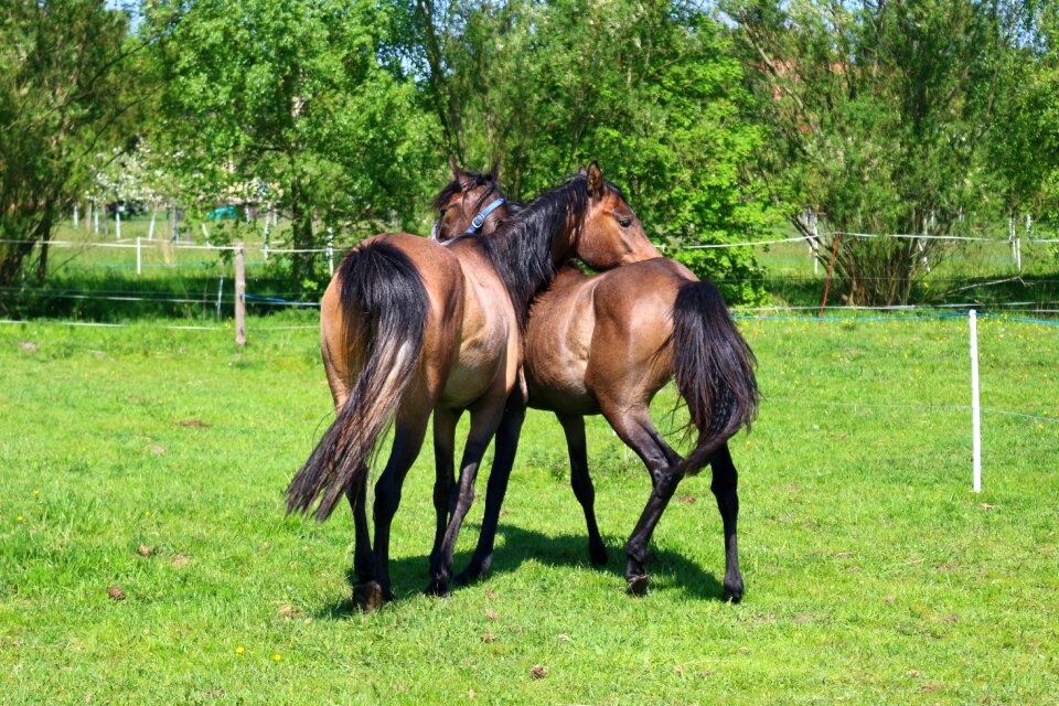 Young horses play pasture