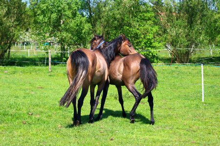 Young horses play pasture