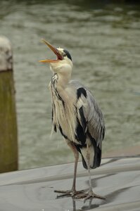 Water beak feathers