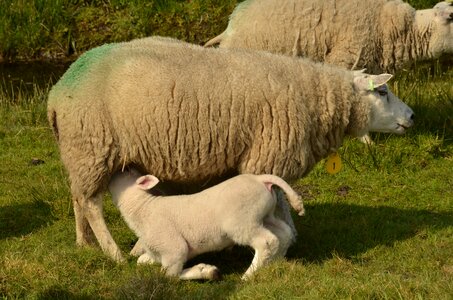 Lamb agricultural farm