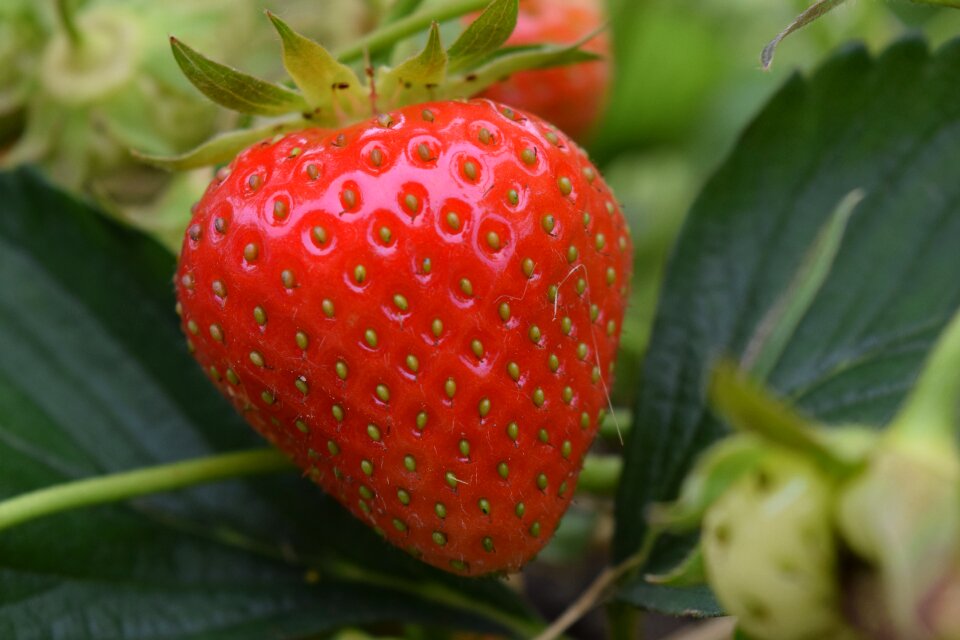 Fruit food sweet