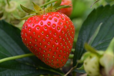 Fruit food sweet