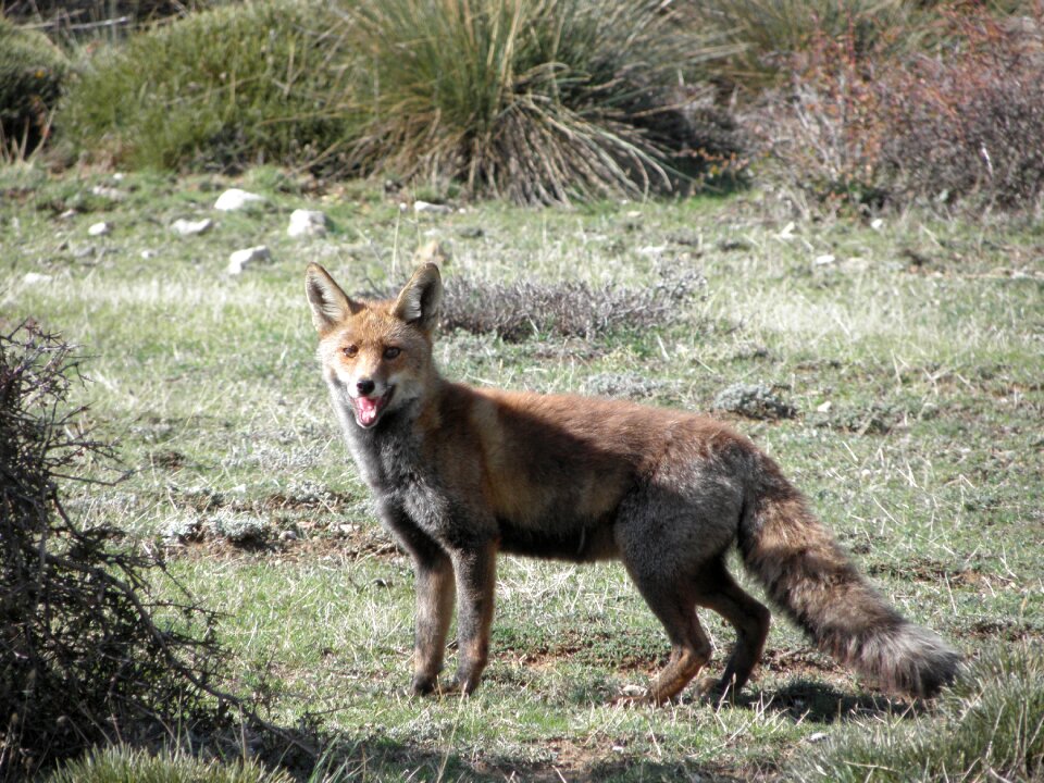 Nature animals fox