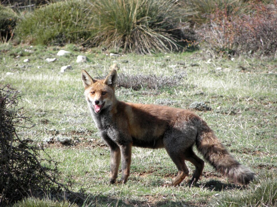 Nature animals fox photo