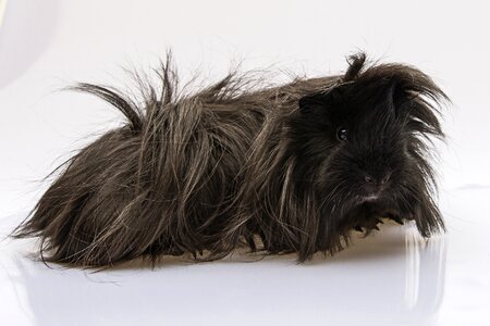Longhaired peruvian cavia porcellus photo