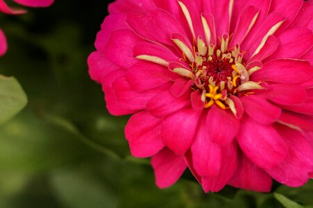 Mexican rose pink flower nature