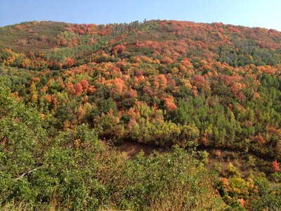 Foliage fall orange
