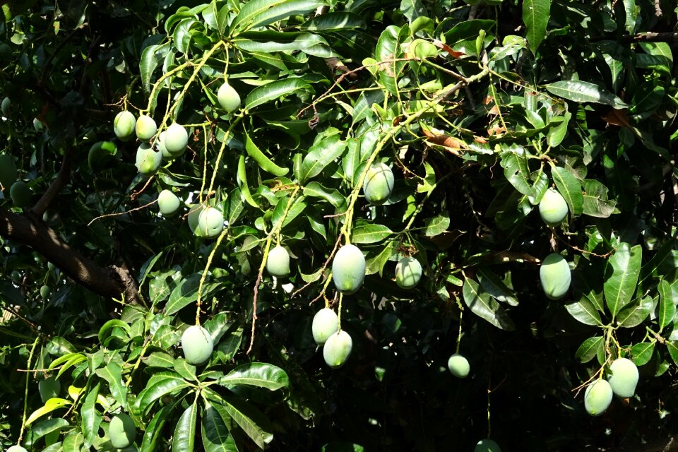 Tropical tree sweet