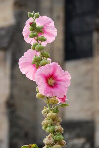 Pink button plant