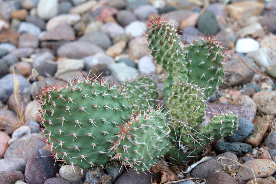Xeriscape xeriscaping landscaping