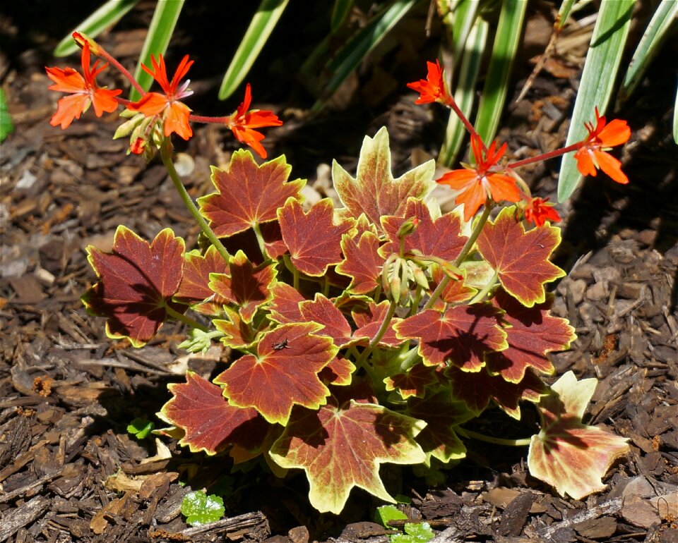 Flowers orange variegated