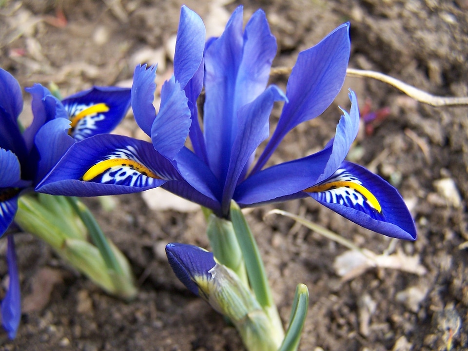 Iridaceae purple blossom