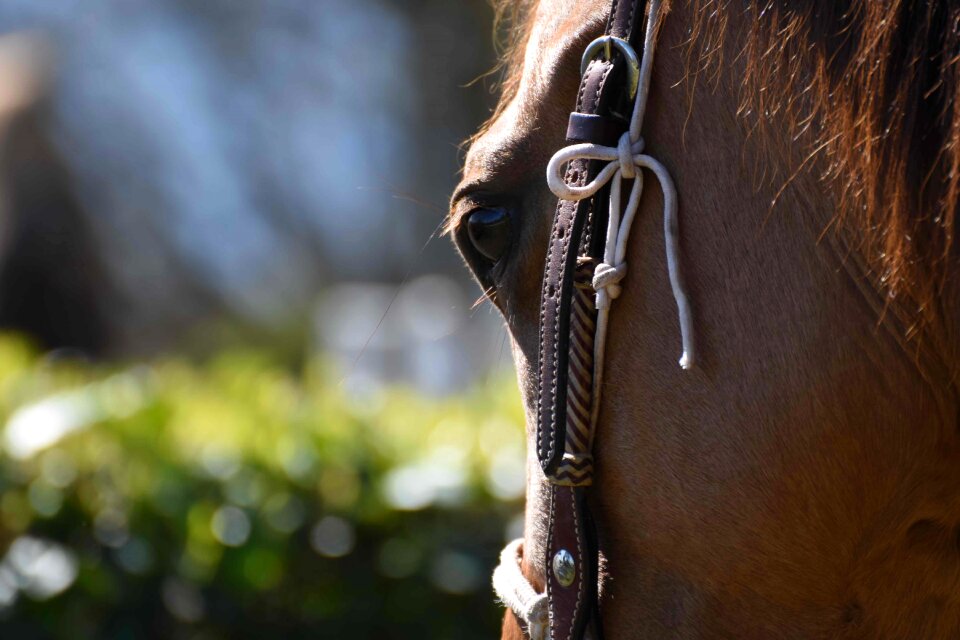 Italy animal horse head