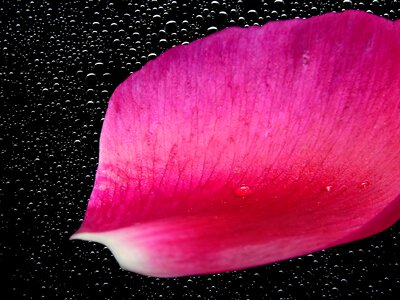 Petal leaf plant